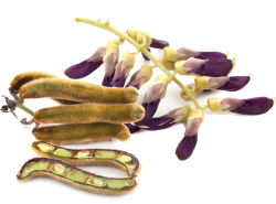 Zamatov fazua (VAJIKARAN/MUCUNA PRURIENS)